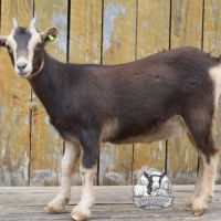Chevreaux nains (bouc castré et chèvres) #2
