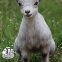 Chevreaux nains (bouc castré et chèvres) #3
