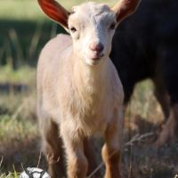 Chevreaux nains (bouc castré et chèvres) #5