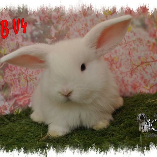 Lapin bélier minilop #1