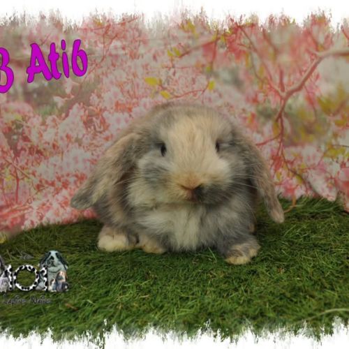 Lapin bélier minilop #2