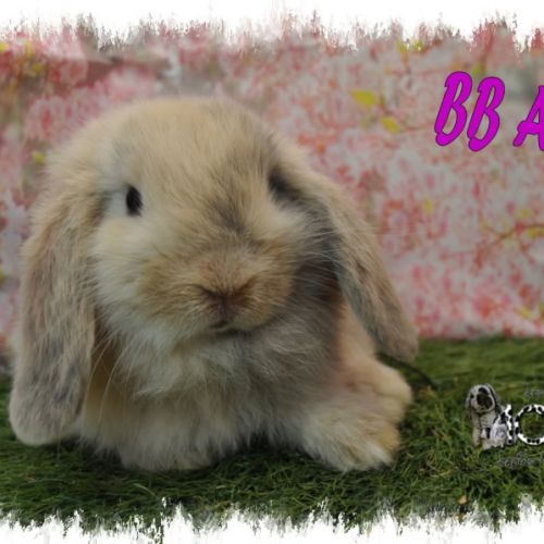 Lapin bélier minilop #3
