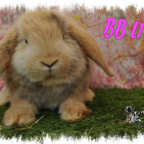 Lapin bélier minilop #5