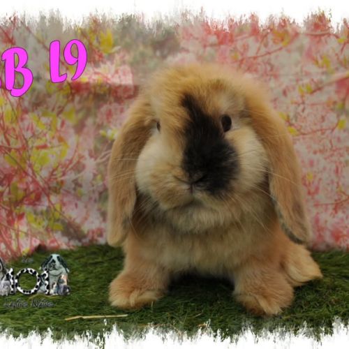Lapin bélier minilop #6