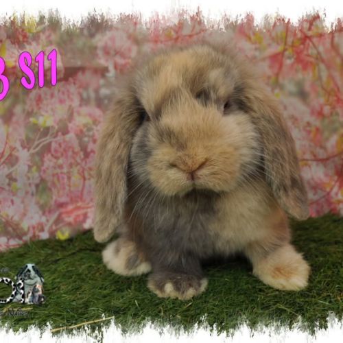 Lapin bélier minilop #0