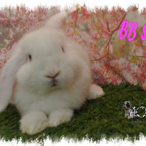 Lapin bélier minilop #8