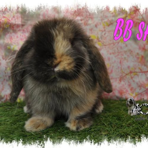 Lapin bélier minilop #10