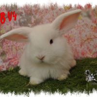 Lapin bélier minilop #1