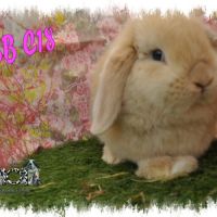 Lapin bélier minilop #4
