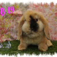 Lapin bélier minilop #6