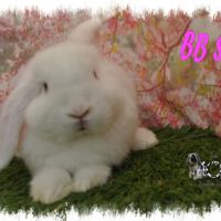 Lapin bélier minilop #8
