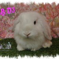 Lapin bélier minilop #9