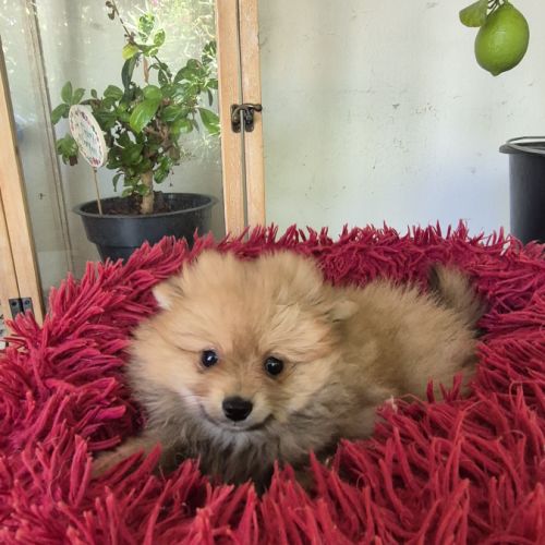 Chiot spitz #1