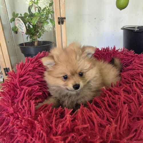 Chiot spitz #0
