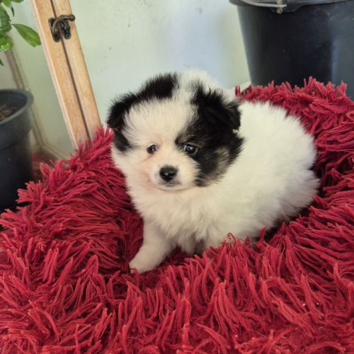 Chiot spitz #4