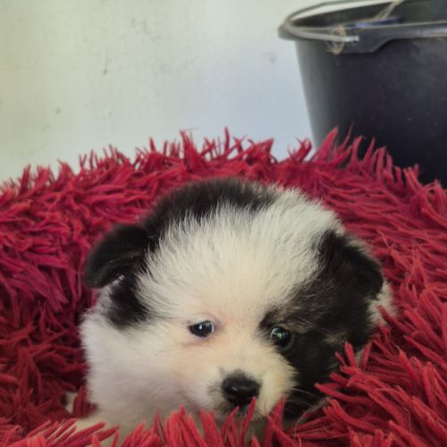 Chiot spitz #6