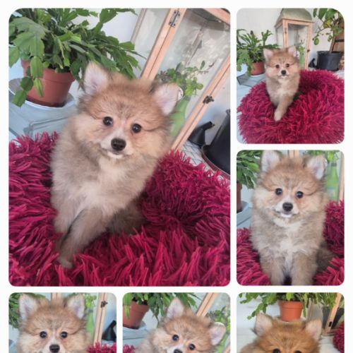 Chiot spitz nain
