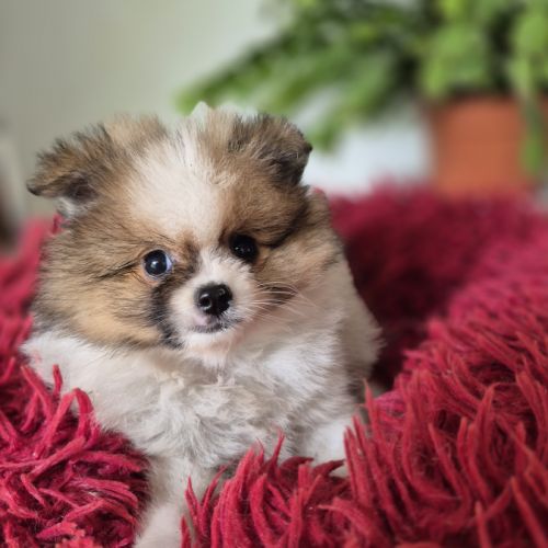 Chiot spitz