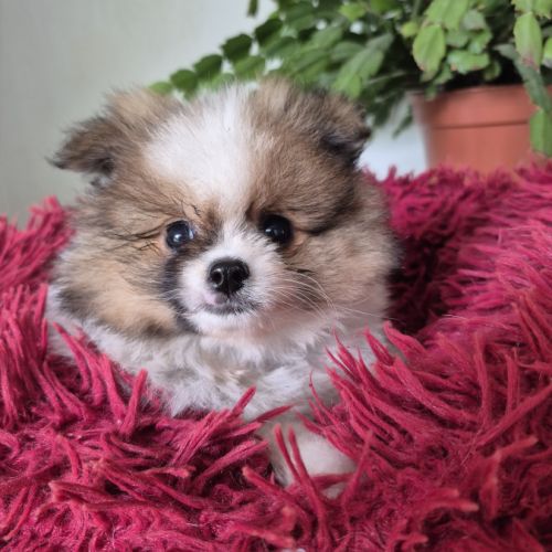 Chiot spitz #0