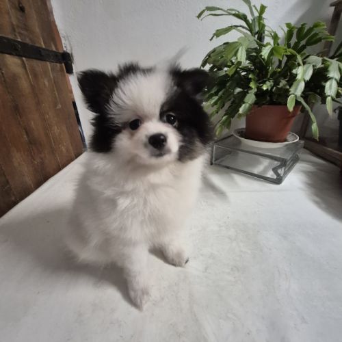 Chiot spitz