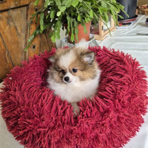 Chiot spitz #5