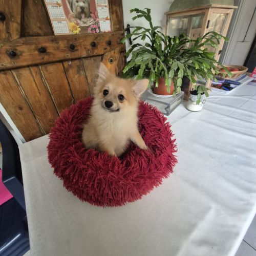 Chiot spitz nain #1