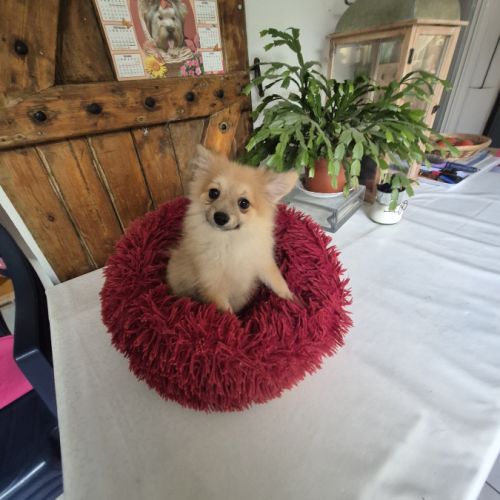 Chiot spitz nain