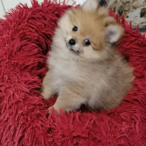 Chiot spitz nain