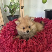Chiot spitz