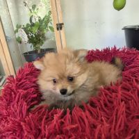 Chiot spitz #3