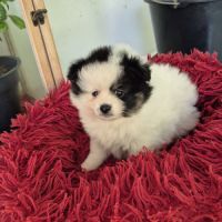 Chiot spitz #4