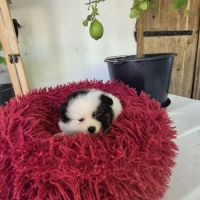 Chiot spitz #5