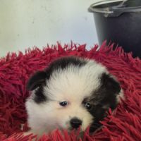 Chiot spitz #6