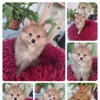 Chiot spitz nain