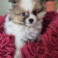 Chiot spitz #1