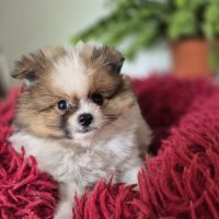 Chiot spitz