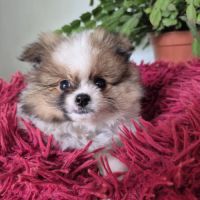 Chiot spitz