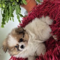 Chiot spitz #4