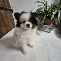 Chiot spitz