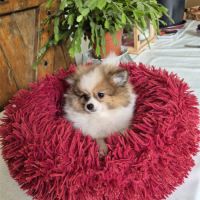 Chiot spitz #5
