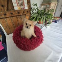 Chiot spitz nain