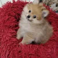 Chiot spitz nain