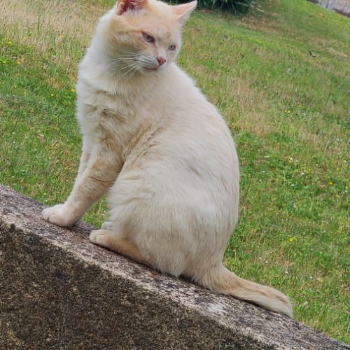 Donne chat mâle de 1 an 1/2 stérilisé,