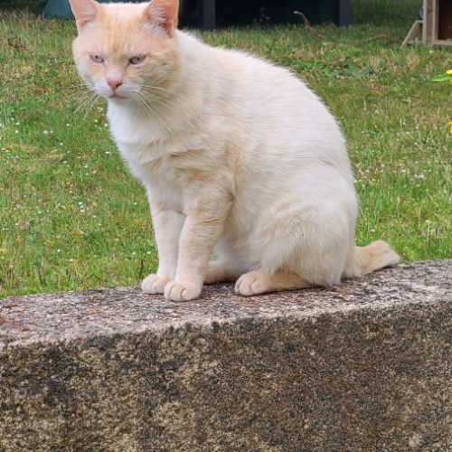 Donne chat mâle de 1 an 1/2 stérilisé, #2