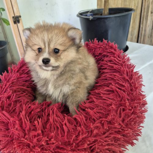 Chiot spitz #0