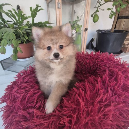 Chiot spitz