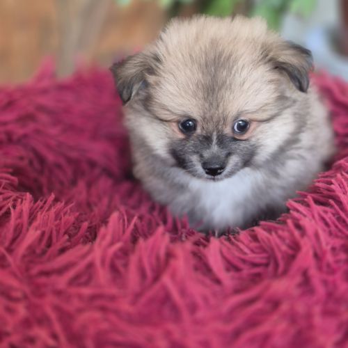 Chiot spitz #3