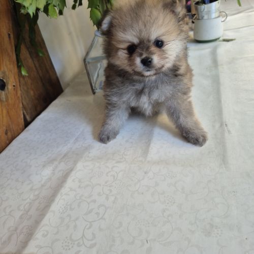 Chiot spitz