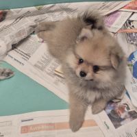 Chiot spitz #1