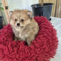 Chiot spitz